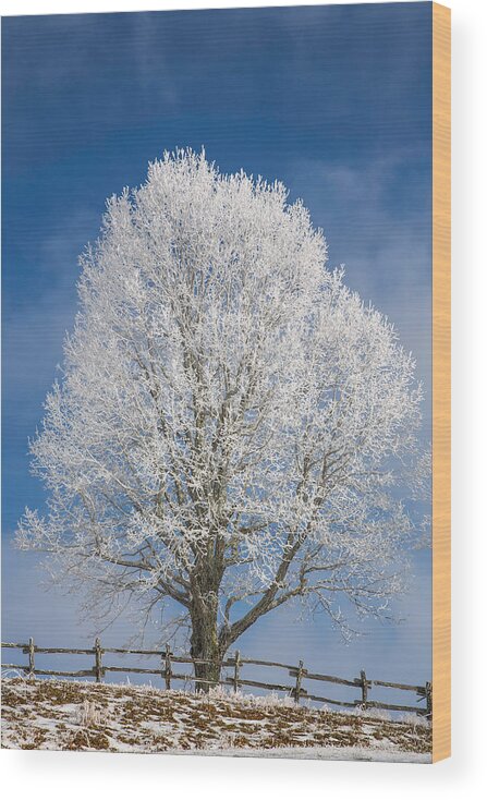 Tree Wood Print featuring the photograph The Winter Sentry by John Haldane