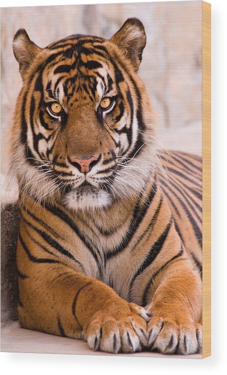 Tiger Wood Print featuring the photograph Tiger by Don Johnson