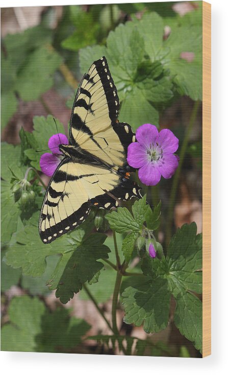 Tiger Swallowtail Butterfly On Geranium Wood Print featuring the photograph Tiger Swallowtail Butterfly On Geranium by Daniel Reed