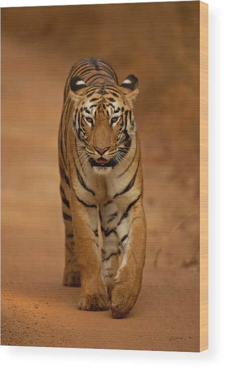 Animal Themes Wood Print featuring the photograph Tigress Walking On Forest Track by Ab Apana