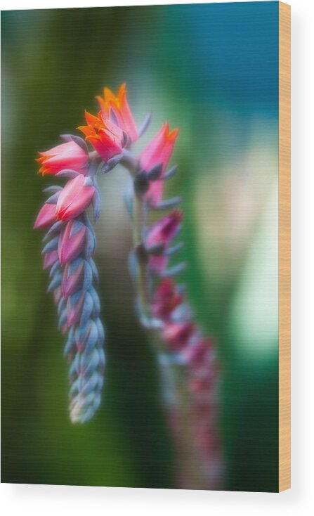 Flower Wood Print featuring the photograph Tiny Beauty by Sebastian Musial