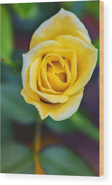 Rose Wood Print featuring the photograph Tiny Yellow Teacup Rose by Bill and Linda Tiepelman