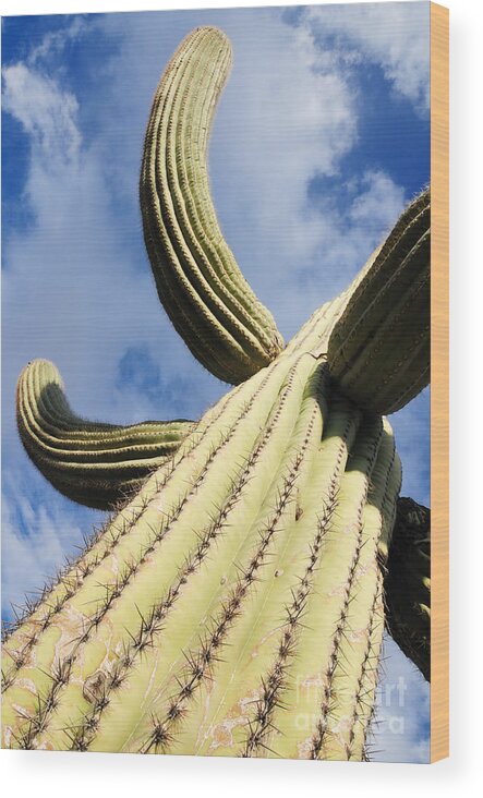 Saguaro Wood Print featuring the photograph To the Clouds by Vivian Christopher