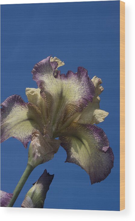 Iris Wood Print featuring the photograph Towards the Sky by Nicole Colella