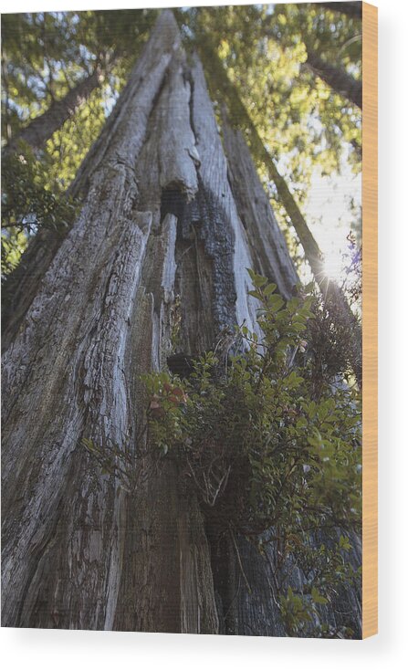 Redwood Wood Print featuring the photograph Tree of Mystery #1 by Rick Starbuck