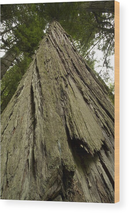 Redwood Wood Print featuring the photograph Tree Redwood CA 1 by John Brueske