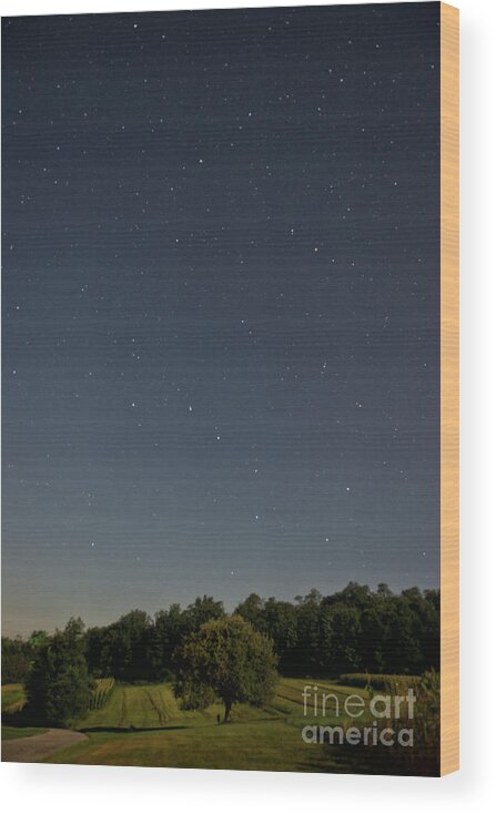 North America Wood Print featuring the photograph Tree Star by Brandon Hirt