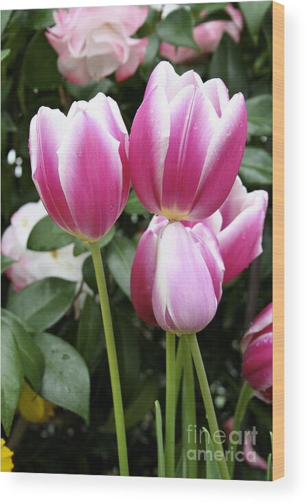 Trio Wood Print featuring the photograph Trio of tulips by Jim Gillen