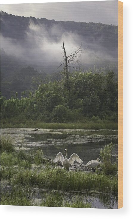 Trumpeter Swans Wood Print featuring the photograph Trumpeter Swans at Sunrise by Michael Dougherty