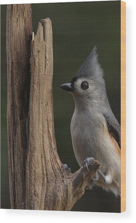 Tufted Titmouse On Dead Tree Wood Print featuring the photograph Tufted Titmouse On Cedar Snag by Daniel Reed