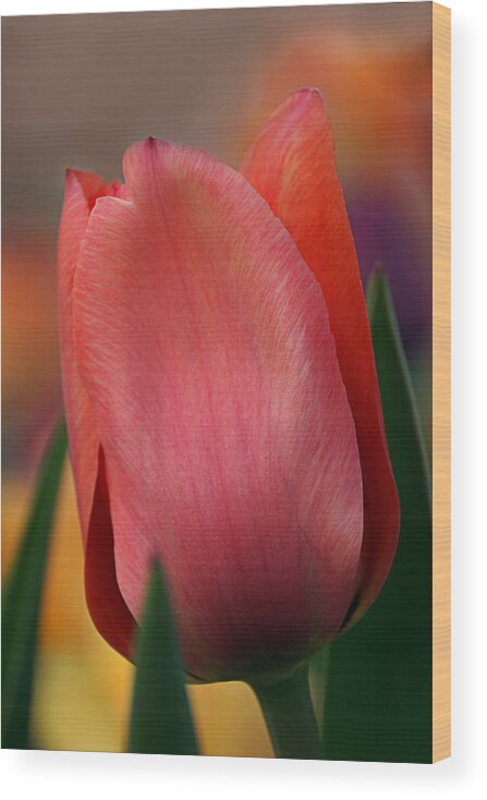 Tulips Wood Print featuring the photograph Tulip Close-up by Leda Robertson