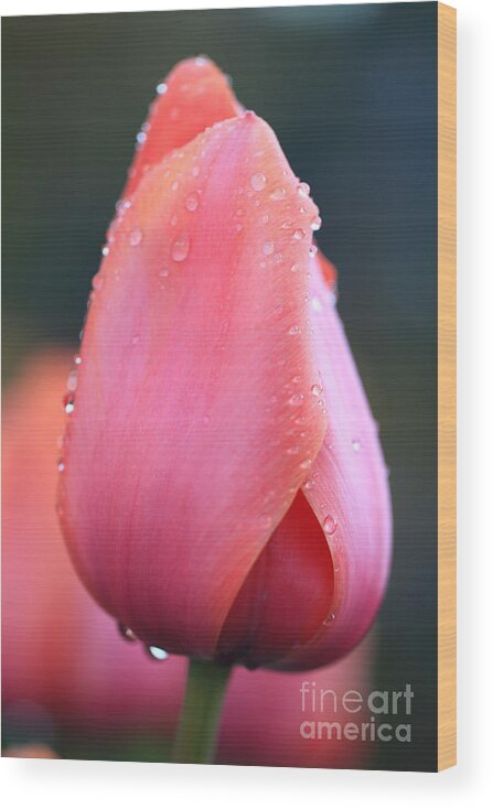  Websites: Jeanette-french.artistwebsites.com And Jeanette-french.pixels.com. Wood Print featuring the photograph Tulip Darling by Jeanette French