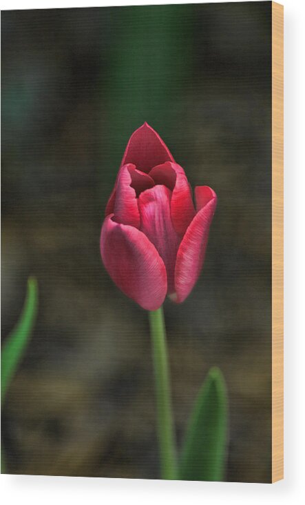 Tulip Wood Print featuring the photograph Tulip by David Armstrong