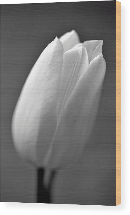 Flower Wood Print featuring the photograph Tulip in Black and White by Phyllis Meinke