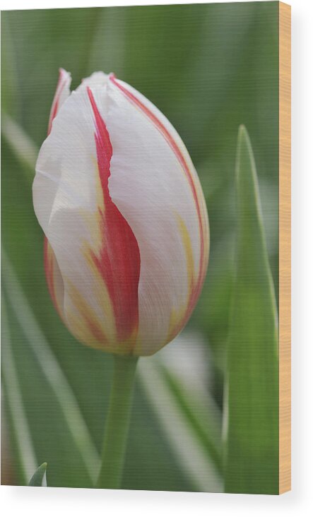 Tulip Wood Print featuring the photograph Tulip by Matthias Hauser