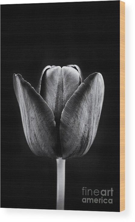 Tulip Wood Print featuring the photograph Tulip Queen of the Night by Tim Gainey