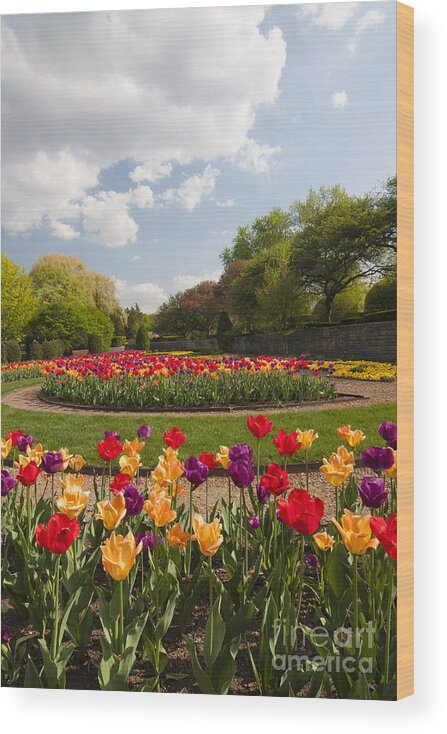 Cantigny Wood Print featuring the photograph Tulip Time by Patty Colabuono