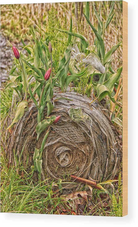 Plant Wood Print featuring the photograph Tulips gone wild on a hay bale by Eti Reid