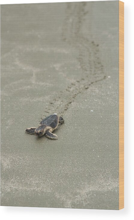 Turtle Wood Print featuring the photograph Turtle Tracks by Patricia Schaefer