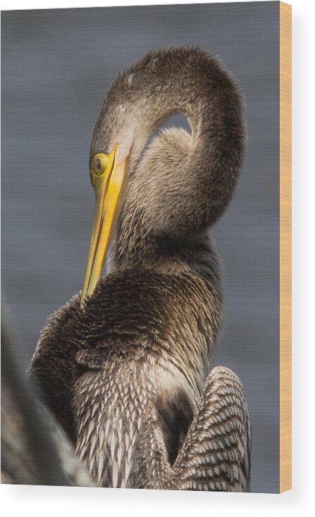 Anhinga Wood Print featuring the photograph Twisted Bird by Alan Raasch