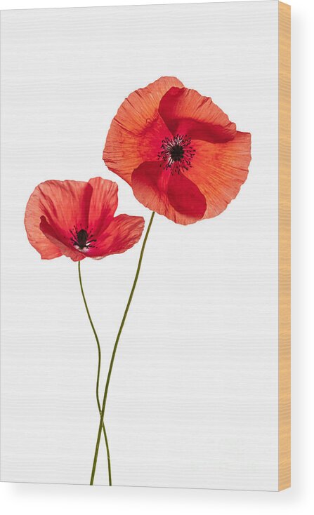 Poppy Wood Print featuring the photograph Two poppy flowers by Elena Elisseeva
