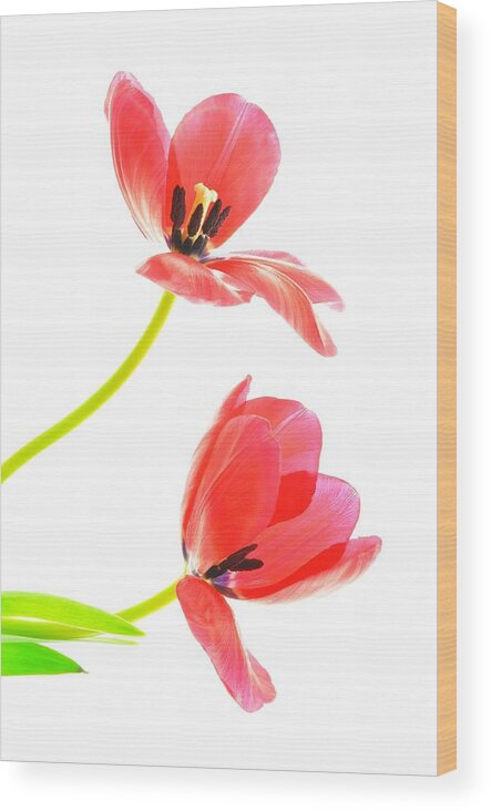 Flower Wood Print featuring the photograph Two Red Transparent Flowers by Phyllis Meinke