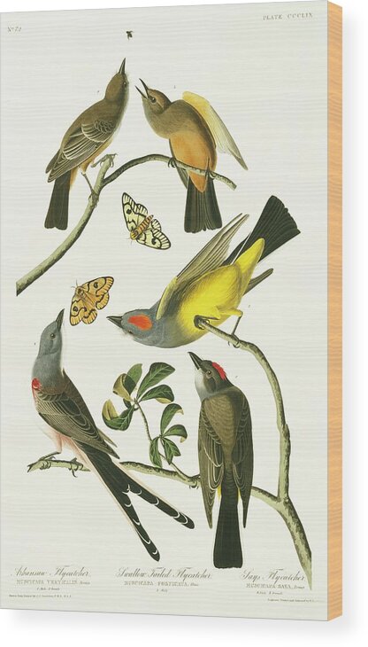 Illustration Wood Print featuring the photograph Tyrant Flycatchers by Natural History Museum, London/science Photo Library