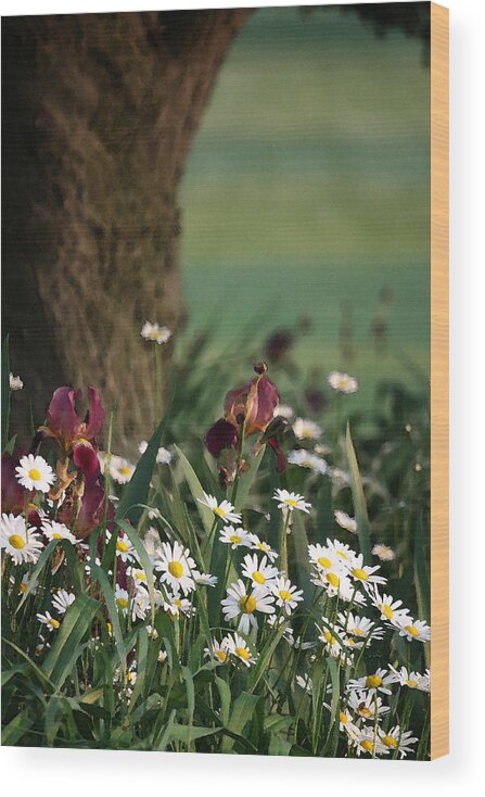  Wood Print featuring the photograph Under the Apple Tree by Penny Hunt