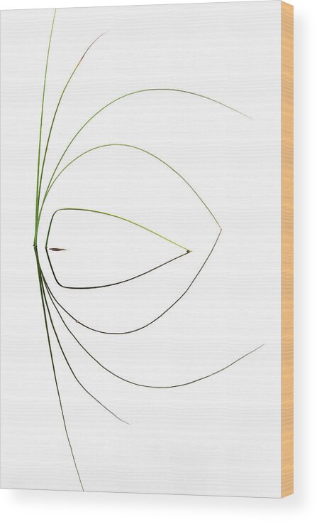 Grass Wood Print featuring the photograph Untitled by Dirk Heckmann