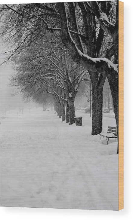 Winter Trees Wood Print featuring the photograph Vancouver Winter Trees by Gregory Merlin Brown