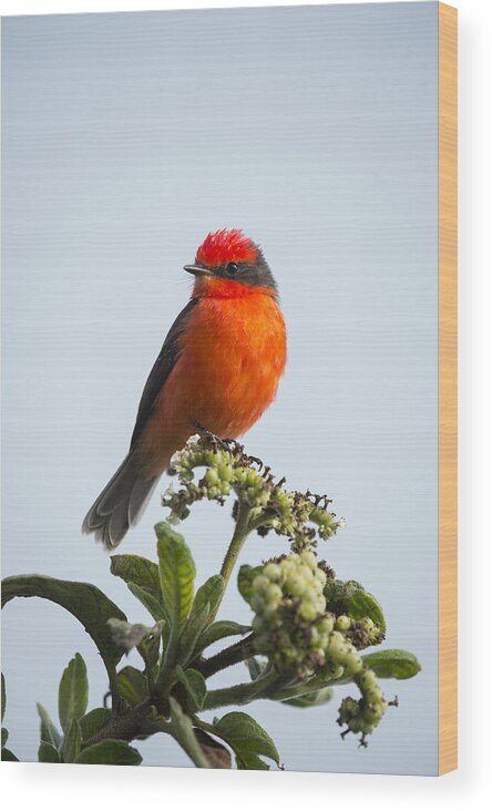 534177 Wood Print featuring the photograph Vermilion Flycatcher Galapagos by Tui De Roy