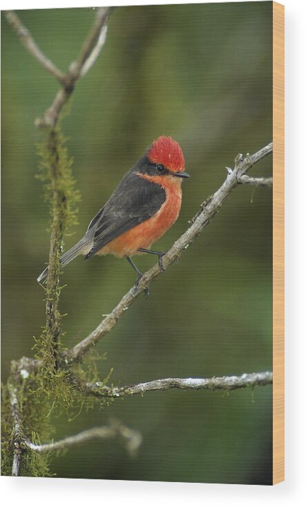 Feb0514 Wood Print featuring the photograph Vermilion Flycatcher Male In Scalesia by Tui De Roy