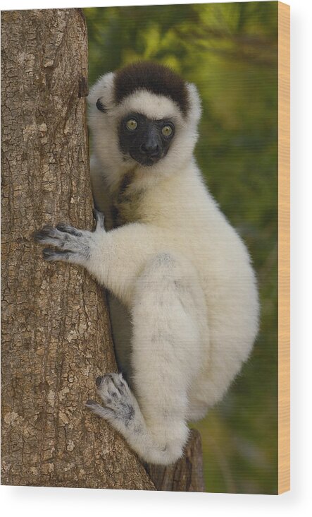 Feb0514 Wood Print featuring the photograph Verreauxs Sifaka Portrait Berenty by Pete Oxford