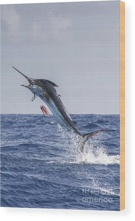 Blue Marlin Wood Print featuring the photograph Vertical Blue by Scott Kerrigan