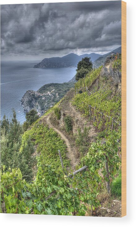 Europe Wood Print featuring the photograph Vineyards above Cinque Terre 1 by Matt Swinden