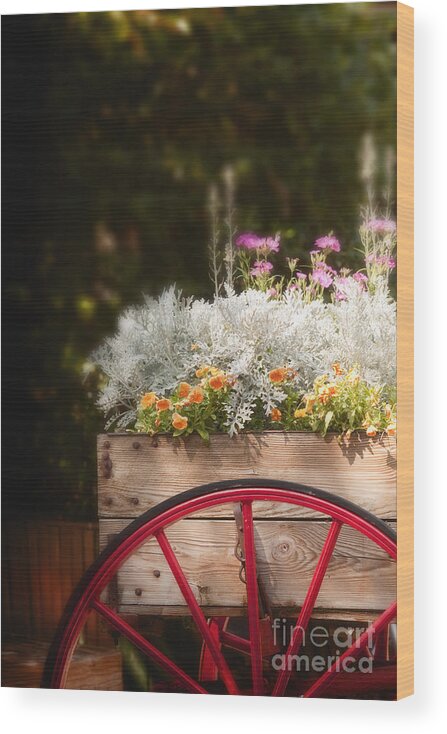 Flowers; Bright; Lovely; Colorful; Plants; Beautiful; Orange; Pink; White; Green; Cart; Nature; Wooden; Wheel; Red; Wood; For Sale; Peddler; Outside; Outdoors; Decorative; Country Wood Print featuring the photograph Vintage Beauties for Sale by Margie Hurwich