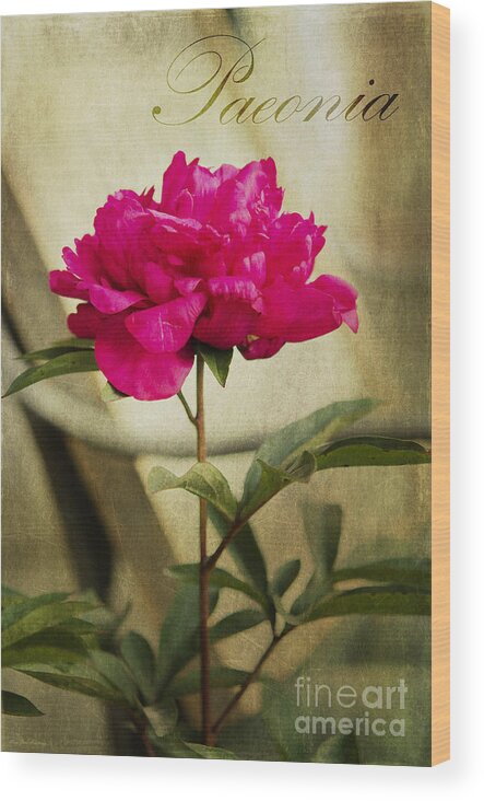Plant Wood Print featuring the photograph Vintage Peony by Mary Jane Armstrong