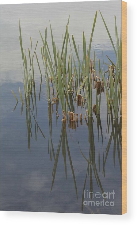 Water Wood Print featuring the photograph Reflection by Angela Moyer