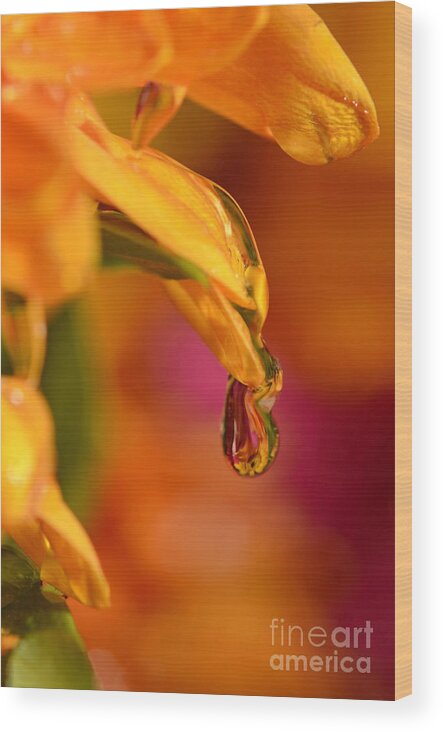 Water Drops Wood Print featuring the photograph Water Drop by Laura Mountainspring