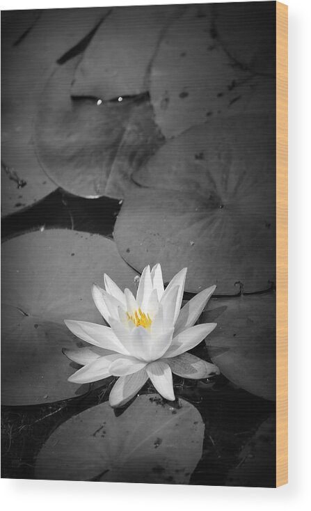 Water Lily Wood Print featuring the photograph Water Lily II by Beth Vincent