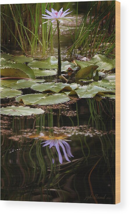 Reflection Wood Print featuring the photograph Water Lily Reflection by Joseph G Holland