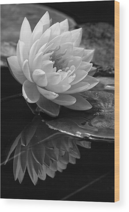 Beautiful Wood Print featuring the photograph Water Lily Reflections II by Dawn Currie