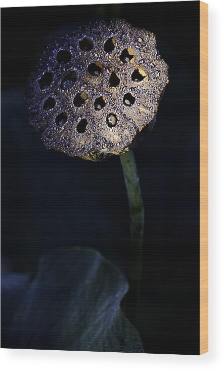 Water Lily Seed Pod Wood Print featuring the photograph Water Lily Seed Pod by Julie Palencia