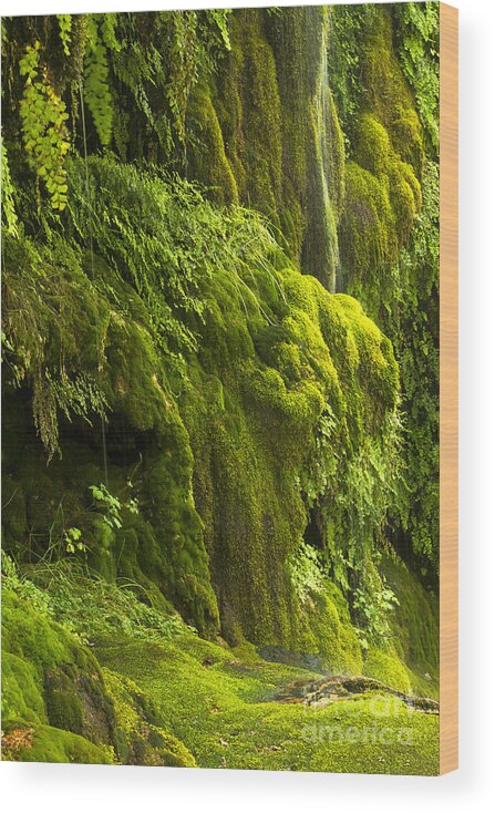 Landscape Wood Print featuring the photograph Waterfall in green by Bryan Keil