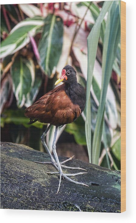 Granger Photography Wood Print featuring the photograph Wattled Jacana by Brad Granger