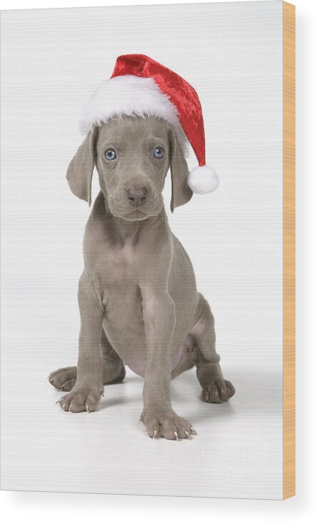 Dog Wood Print featuring the photograph Weimaraner With Christmas Hat by John Daniels
