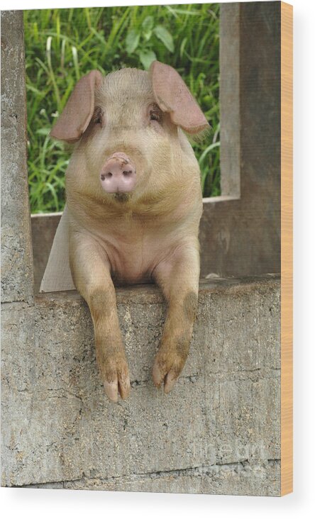 Pig Wood Print featuring the photograph Well Hello There by Bob Christopher