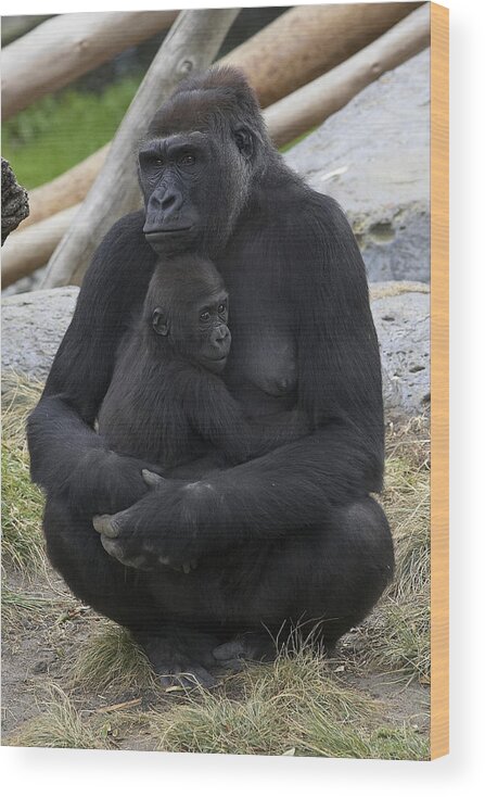 Feb0514 Wood Print featuring the photograph Western Lowland Gorilla Mother And Baby by San Diego Zoo
