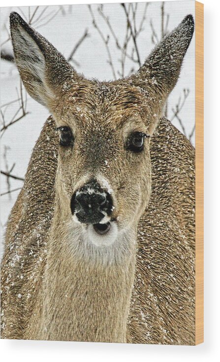 Deer Wood Print featuring the photograph Whats Up Doc? by Alan Hutchins