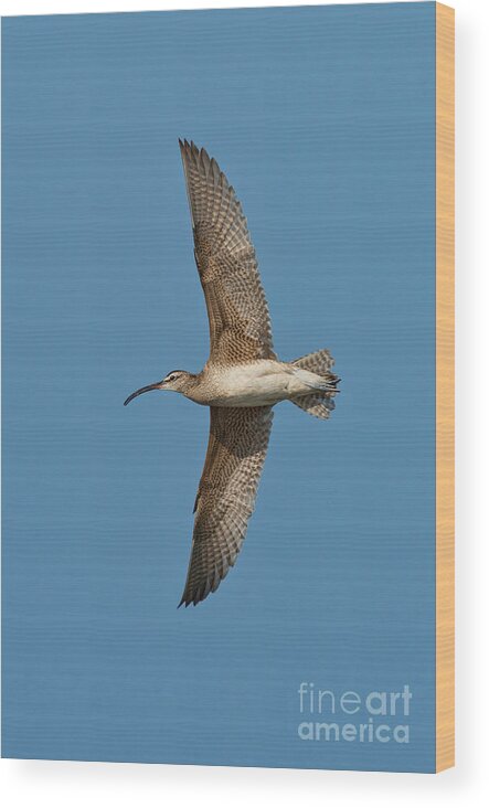 Fauna Wood Print featuring the photograph Whimbrel In Flight by Anthony Mercieca
